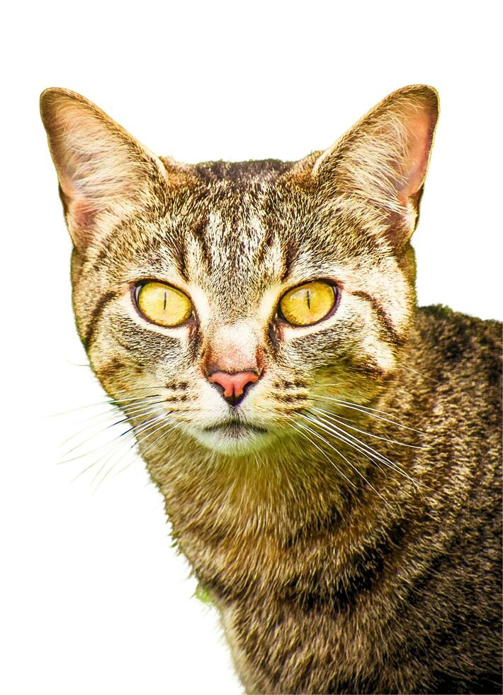 un cerca arriba de un gato y blanco fondo animal natur foto