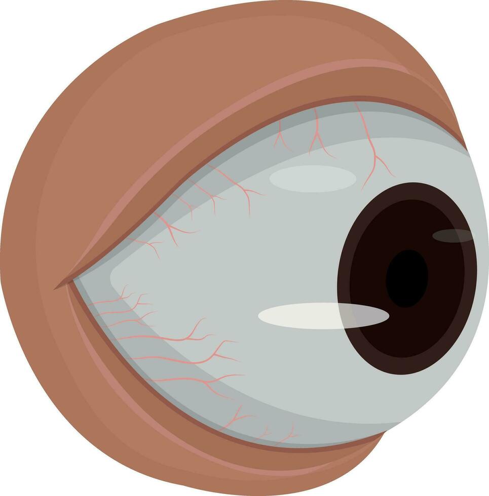 Human eye isolated on white background vector