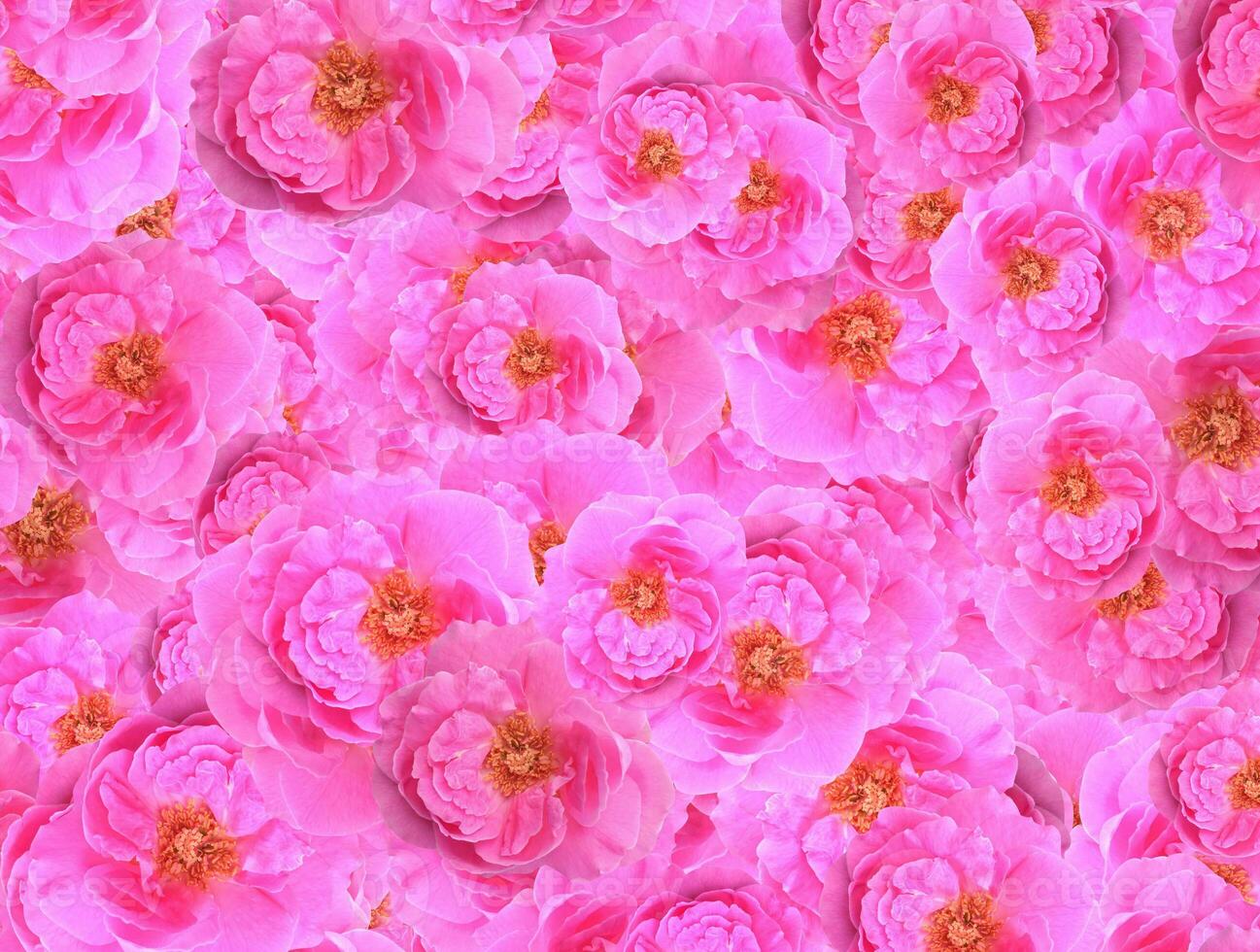 rose flower of pattern background photo