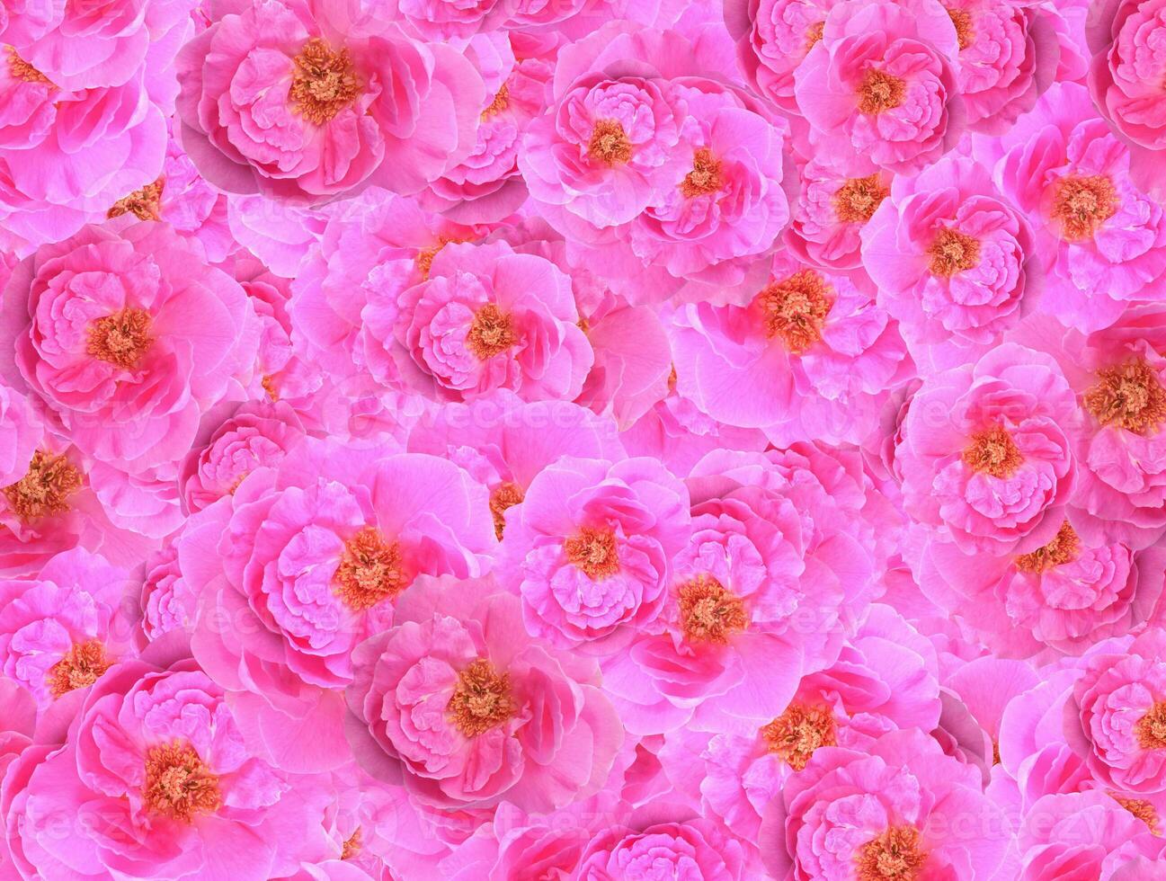 rose flower of pattern background photo