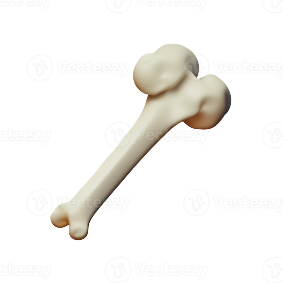 bone 3d rendering icon illustration png