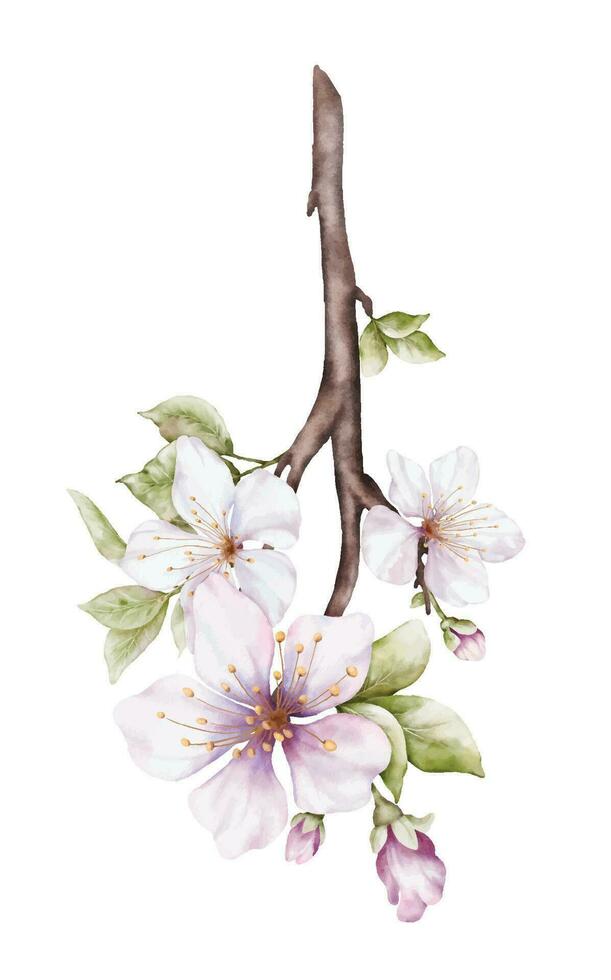 acuarela Cereza florecer floreciente en el ramas vector