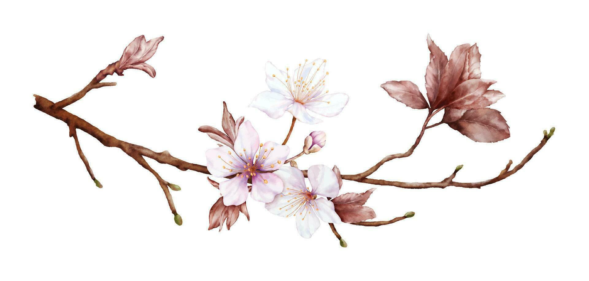 acuarela magenta Cereza flores floración en el ramas vector