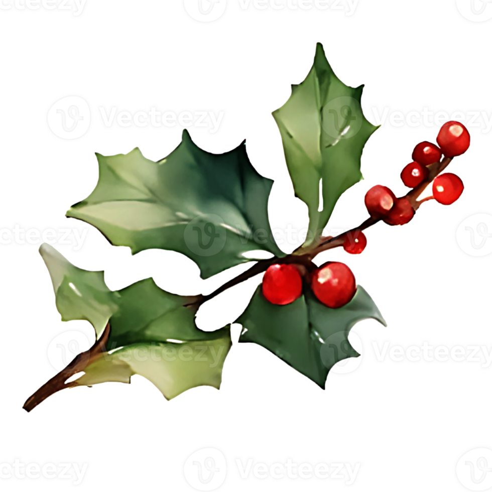 Holly Leaves And Berries 28878262 PNG Holly Leaves And Berries Png