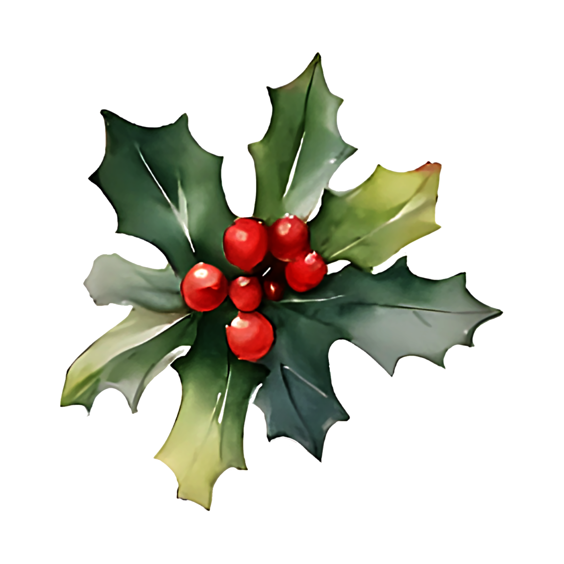 Holly Leaves And Berries 28881606 PNG Holly Leaves And Berries Png