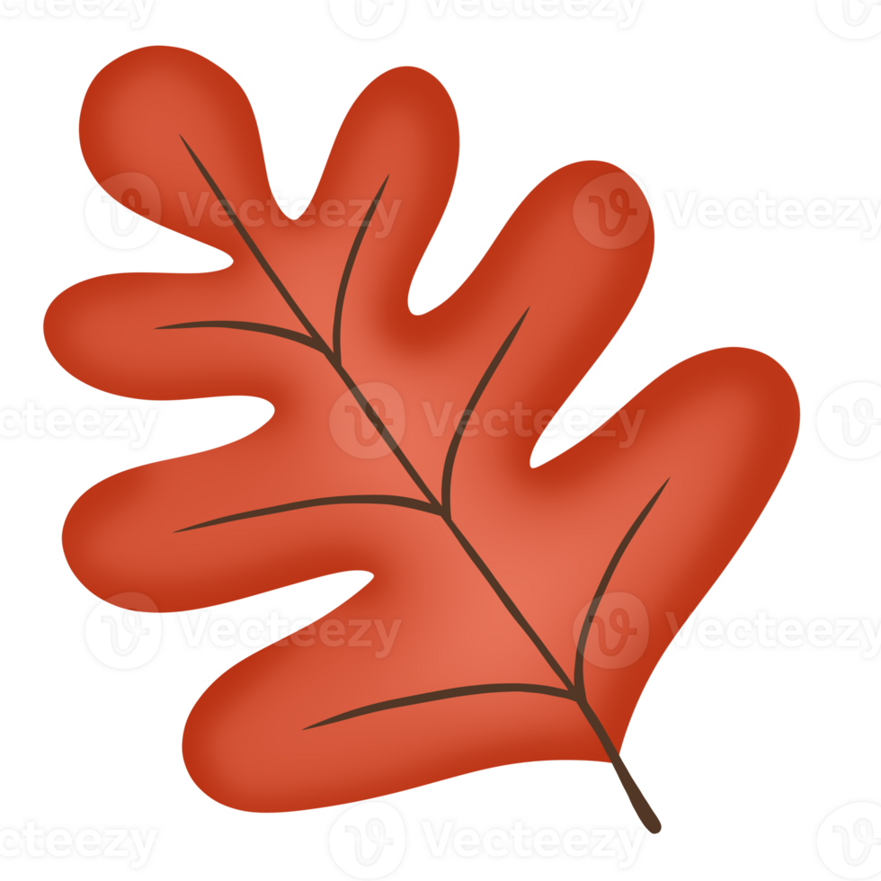 autumn elements illustration of Oak leaf png