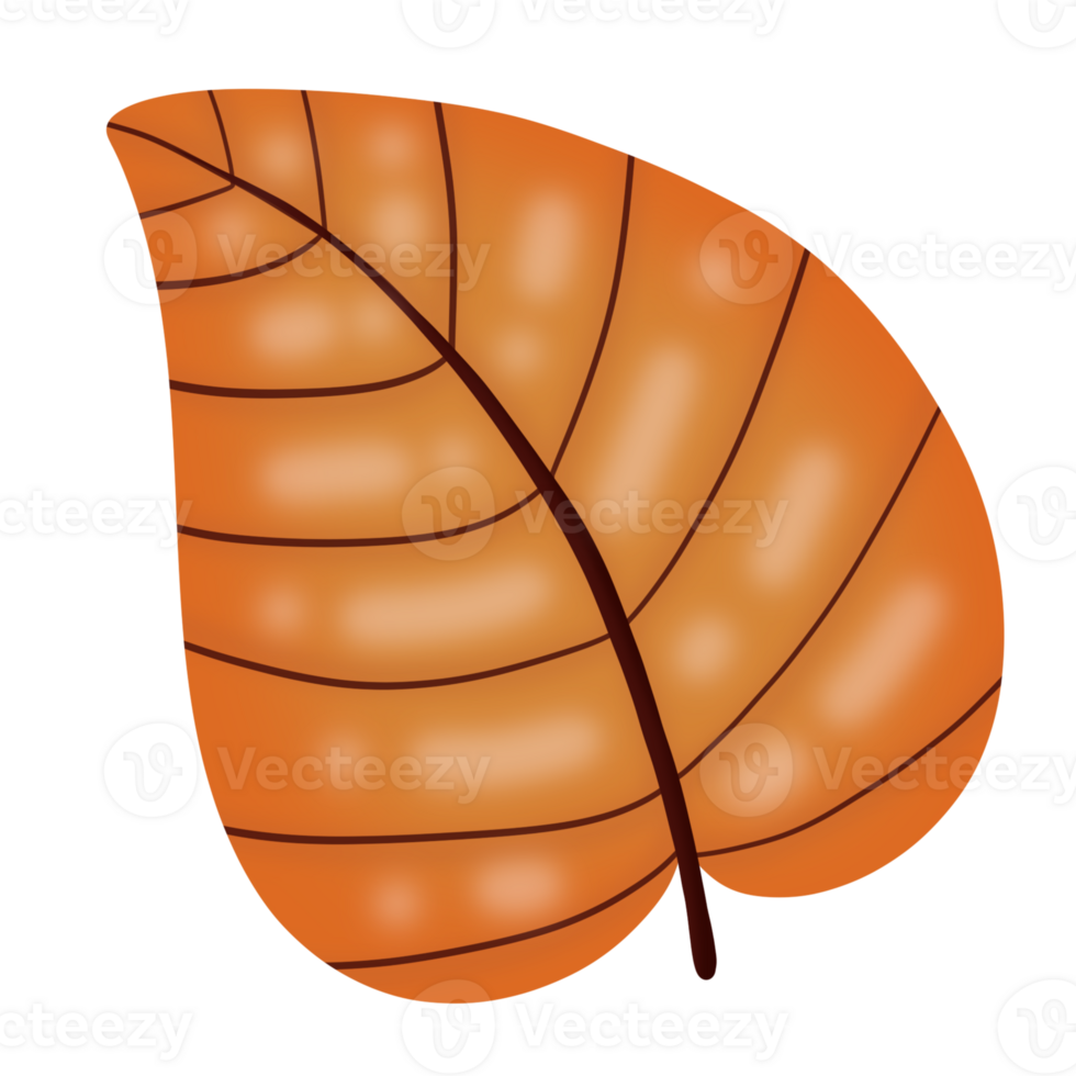 fall autumn leaves png