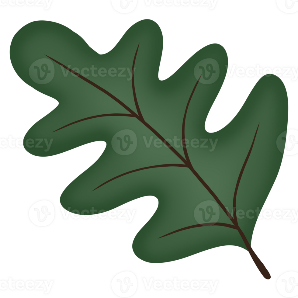 autumn elements illustration of Oak leaf png
