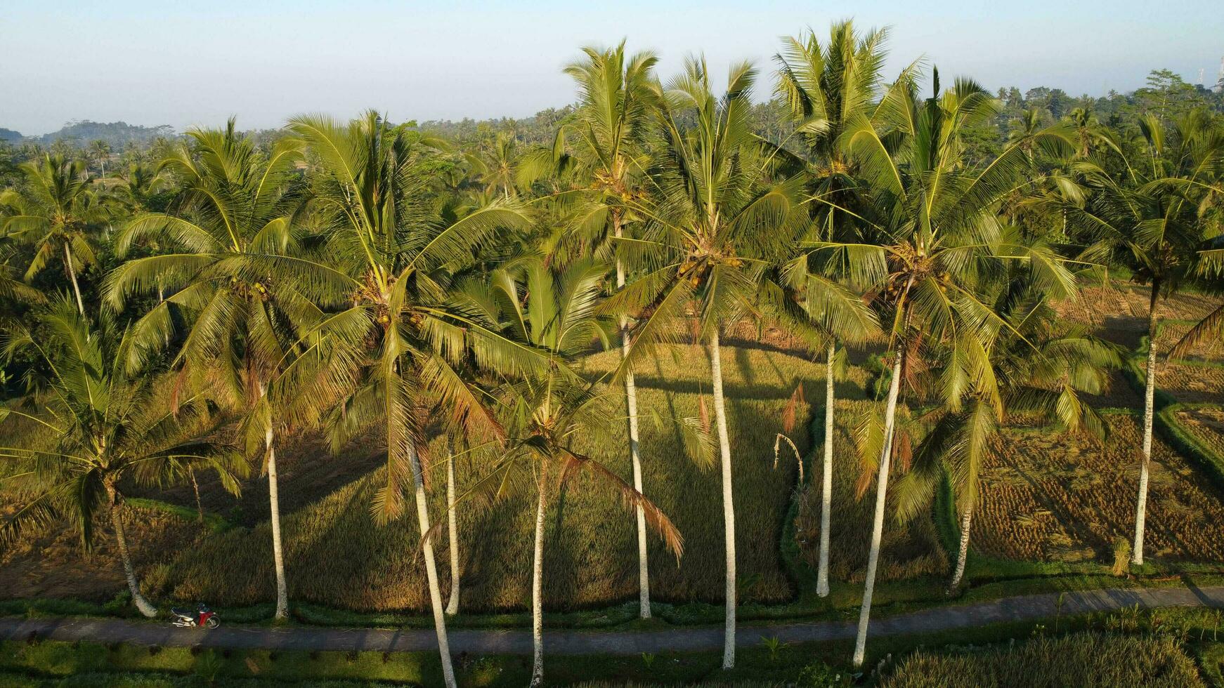Palm Tree Warm Drone Shot photo