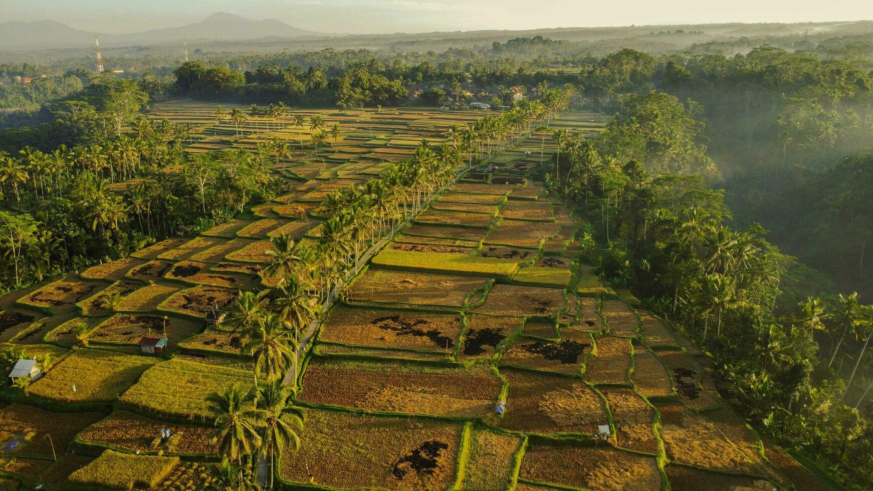 Magical Mancingan Rice Field Morning Shot photo