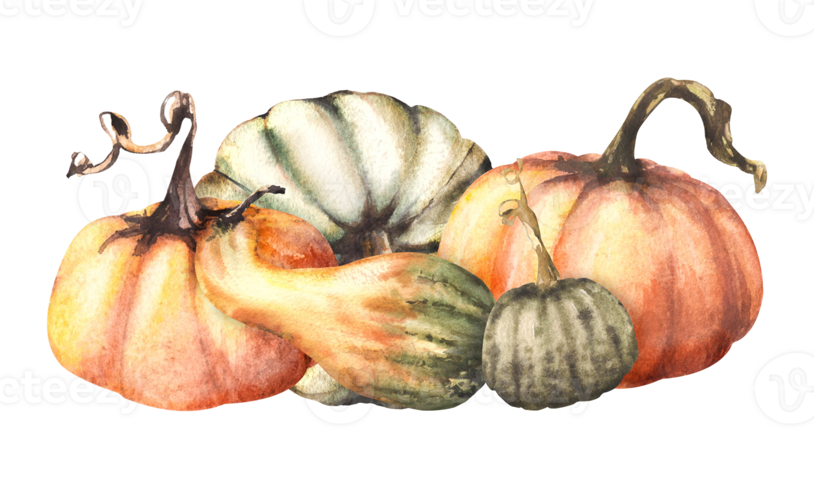 A fall set of ripe different coloured pumpkins. Autumn harvest vegetables. watercolor illustration design for your halloween, thanksgiving, cards, logos, prints, flyers. png