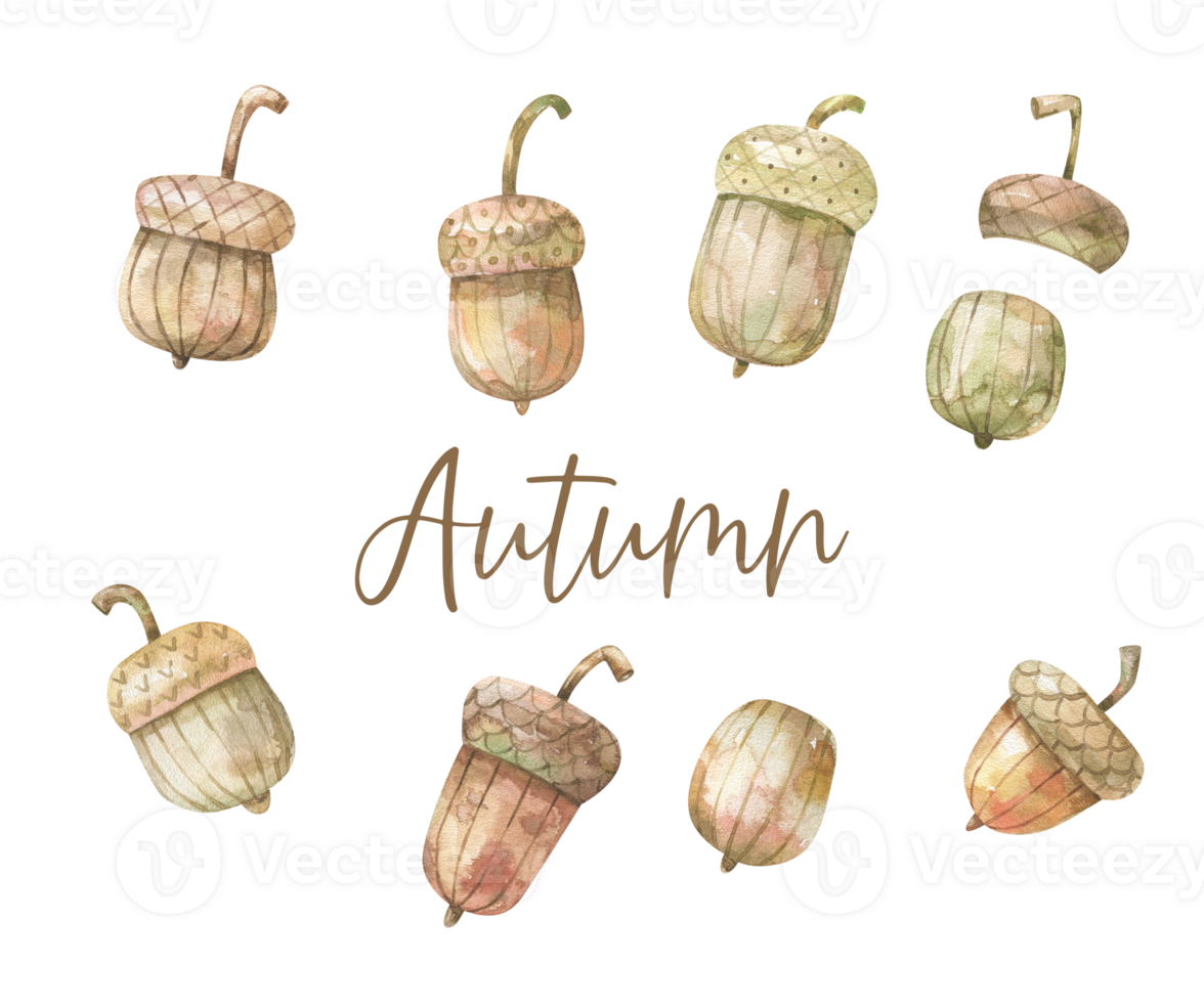 watercolor clipart with acorns. Oak leaves and acorns set.  Illustrated  clipart. Hand painted Illustrations in minimal style. Hello autumn concept png