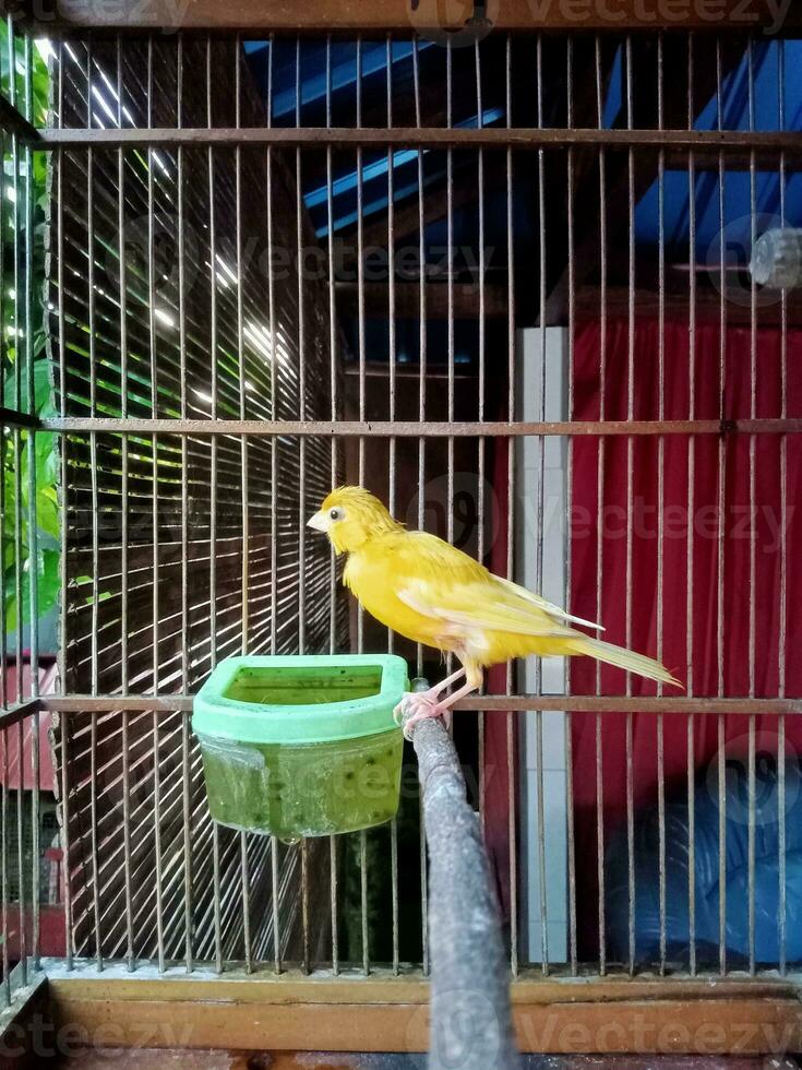 Photo of a yellow canary in a cage during the day