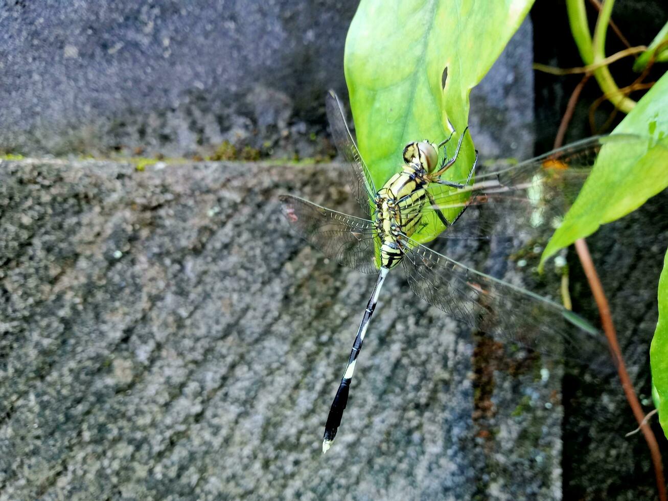 A rhinoceros dragonfly Orthetrum sabina perched on a leaf in the morning photo