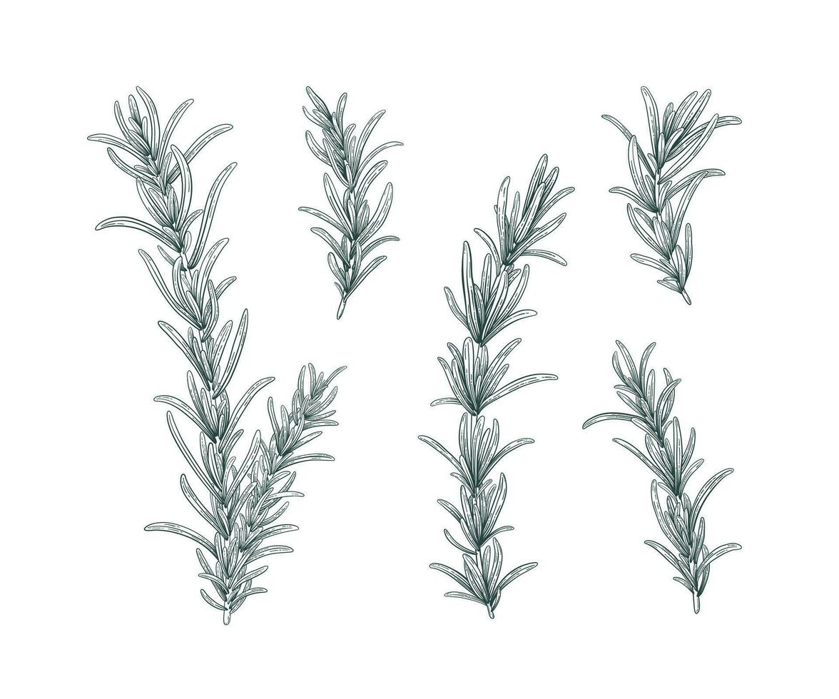 Line art rosemary branches set. Sketch floral illustration isolated on white background. Hand drawn line art retro botanical clipart. Aroma herbs drawing collection. Elegant set of floral elements. vector