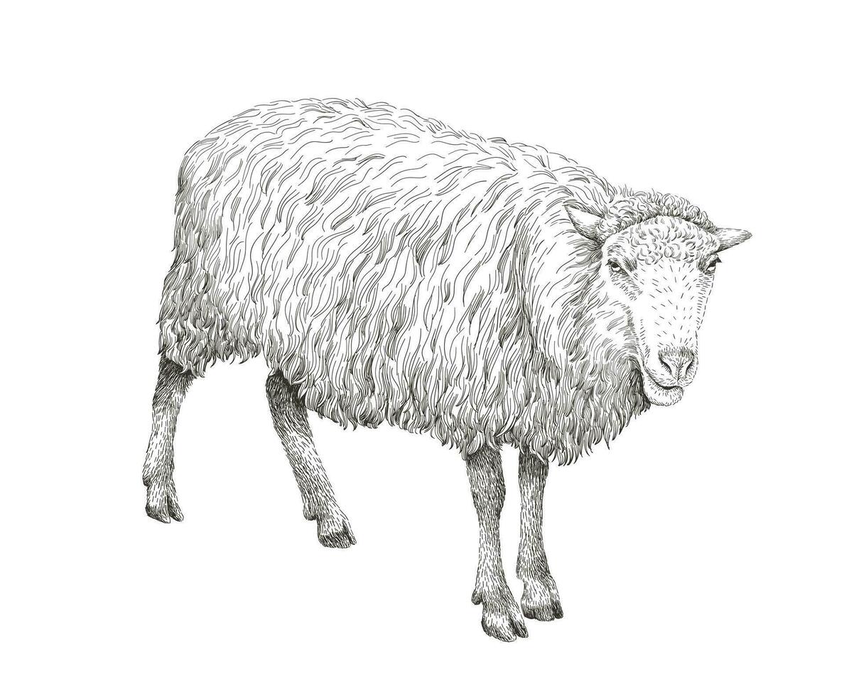 Sheep sketch style illustration. Hand drawn image of beautiful black and white farm animal. Line art drawing in vintage style. Realistic drawing. vector