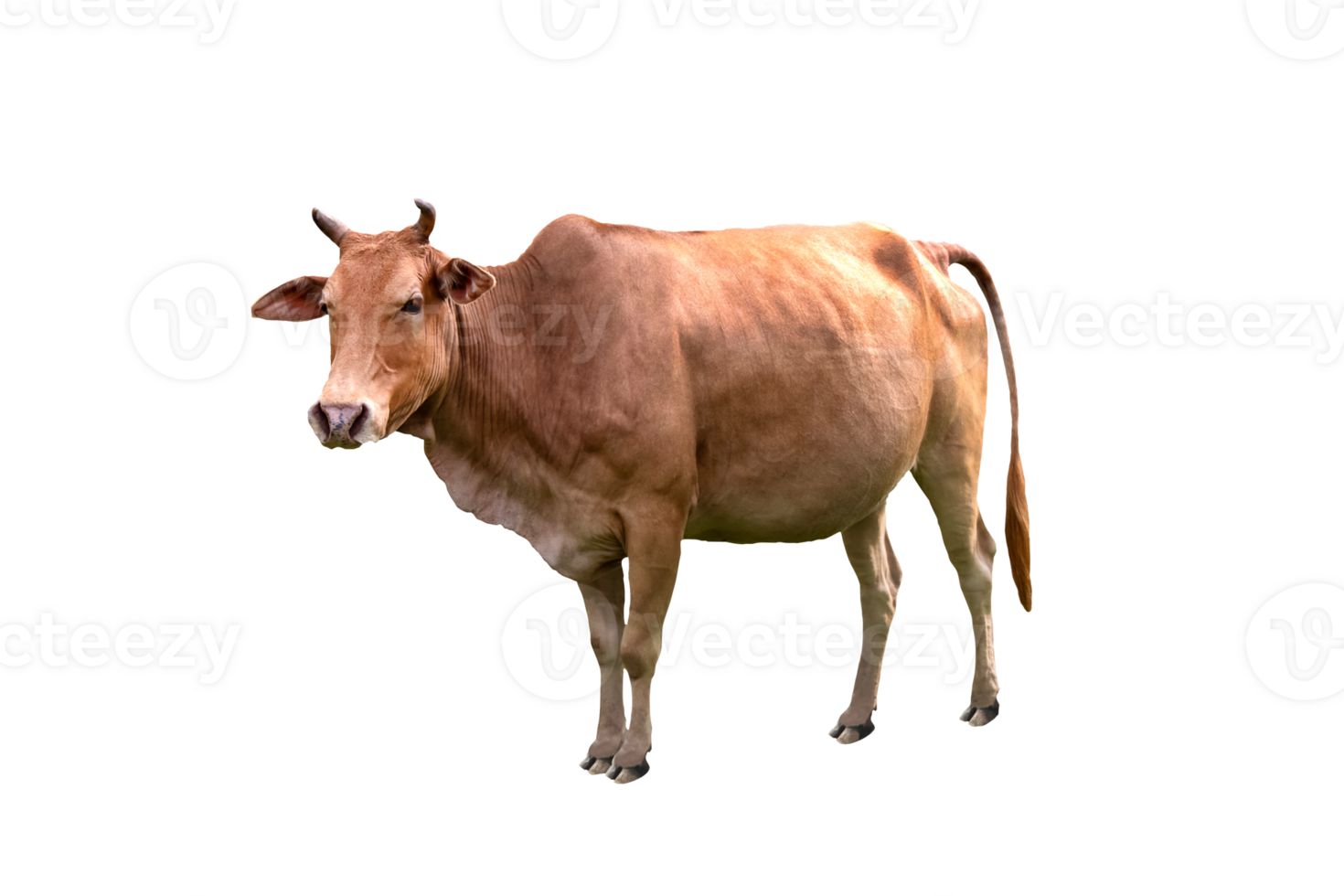 Cow beef is an agricultural commodity standing sideways and isolated on transparent background. png