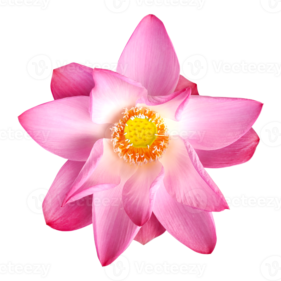 Top view beautiful pink lotus flower blooming with visible stamens and pistils isolated on transparent background. Water lily symbolizes purity in Buddhism png