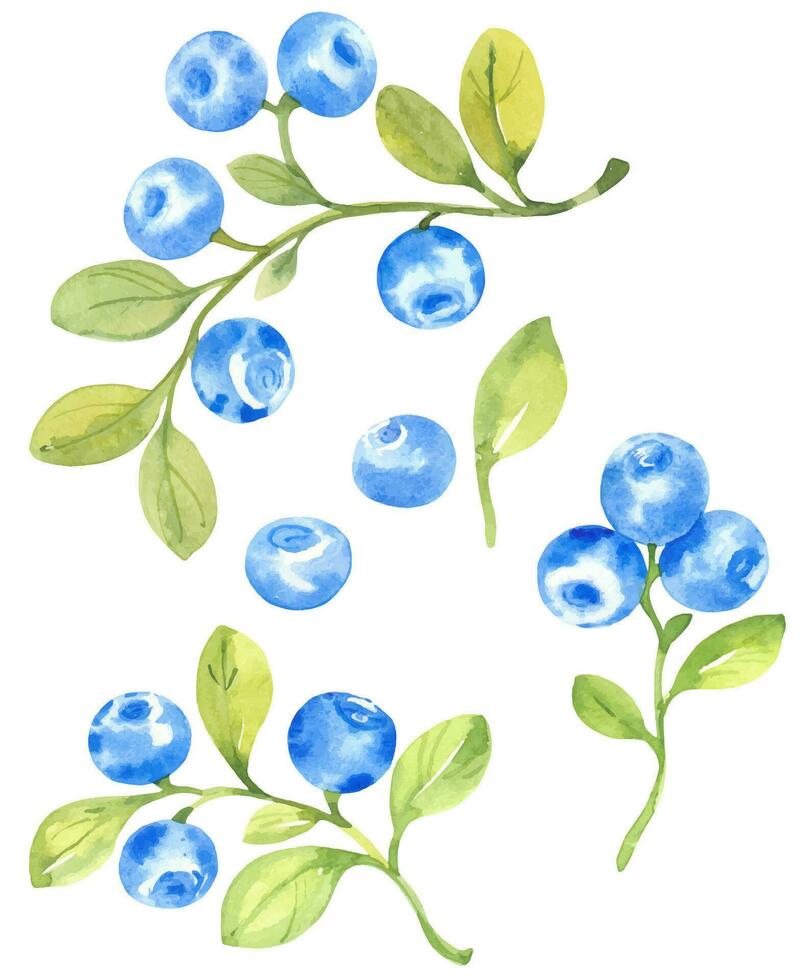 Blueberries, vector set watercolor hand drawn isolated illustrations sketch style