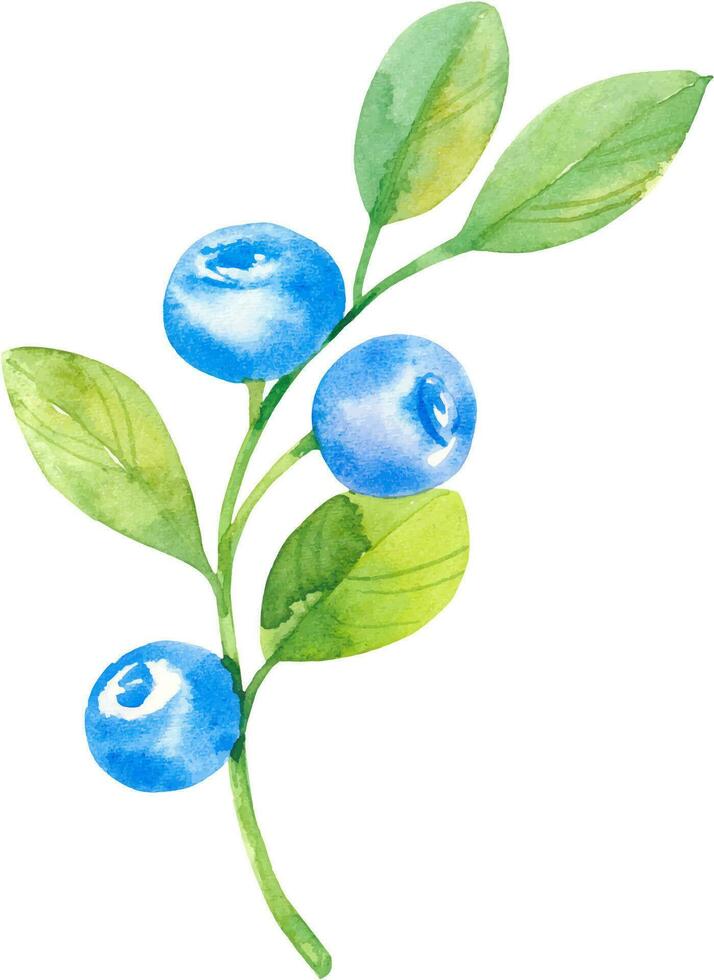 Blueberries, vector set watercolor hand drawn isolated illustrations sketch style