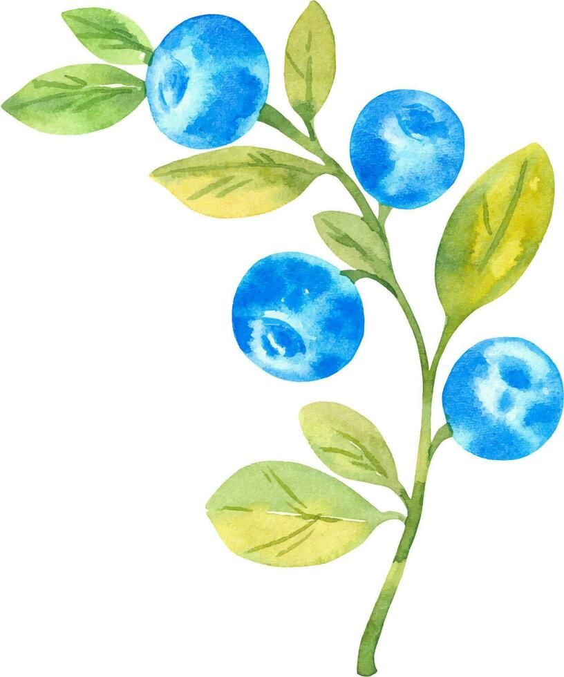 Blueberries, vector set watercolor hand drawn isolated illustrations sketch style