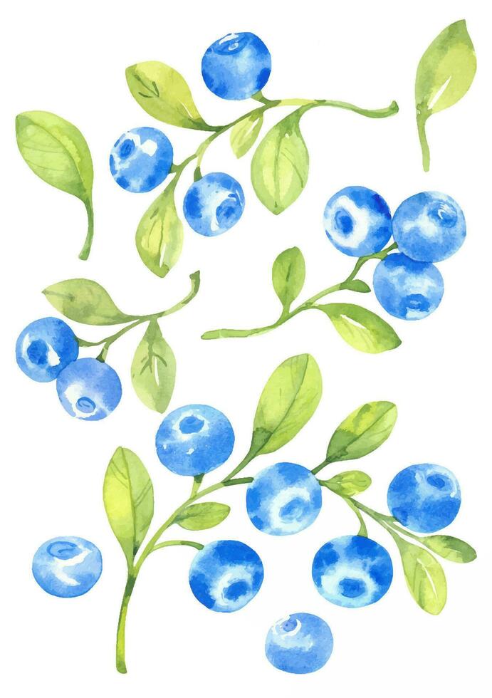 Blueberries, vector set watercolor hand drawn isolated illustrations sketch style