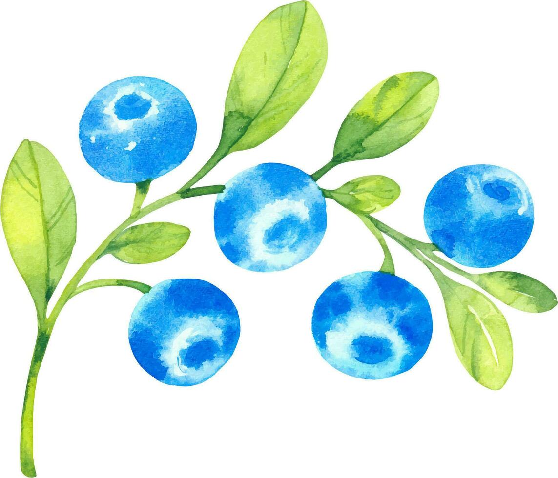 Blueberries, vector set watercolor hand drawn isolated illustrations sketch style