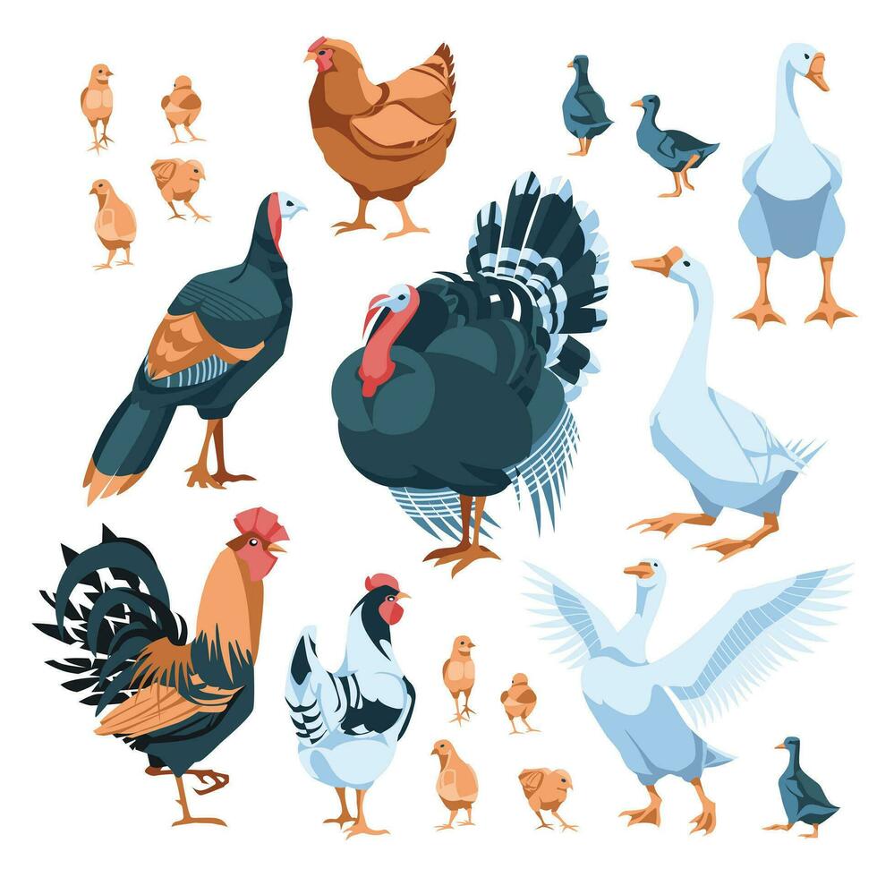 set of farm birds chicken, rooster, hens, goose, turkey. Isolated on white background. Vector flat illustration. Agriculture, farming and cattle breeding