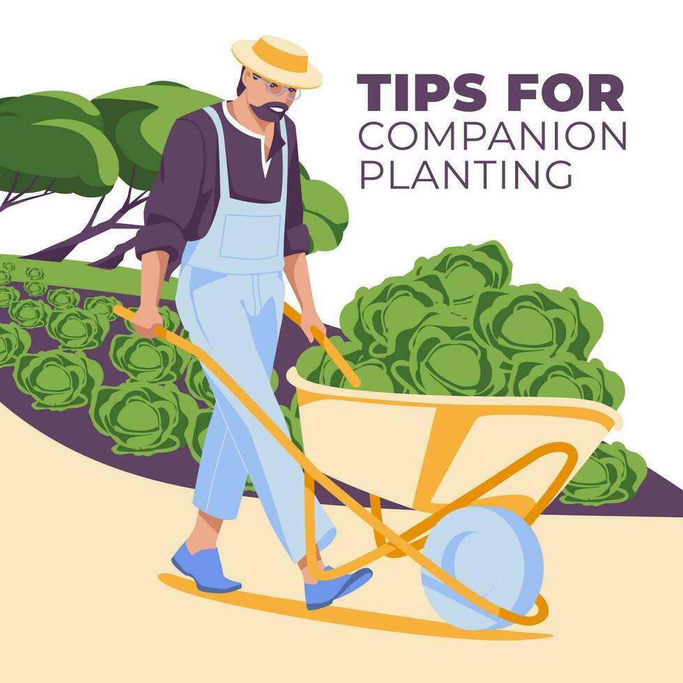 The man carries a garden wheelbarrow with a cabbage crop. Fields in the background. The concept of life and agriculture. Flat vector illustration