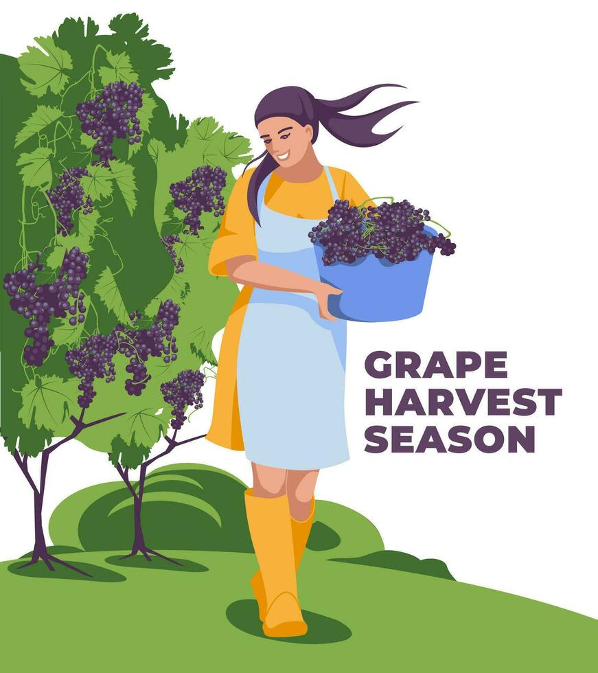 un joven mujer quien lleva uvas. viñedo sucursales. el concepto de tecnología de producción, cosecha y agricultura. plano vector ilustración