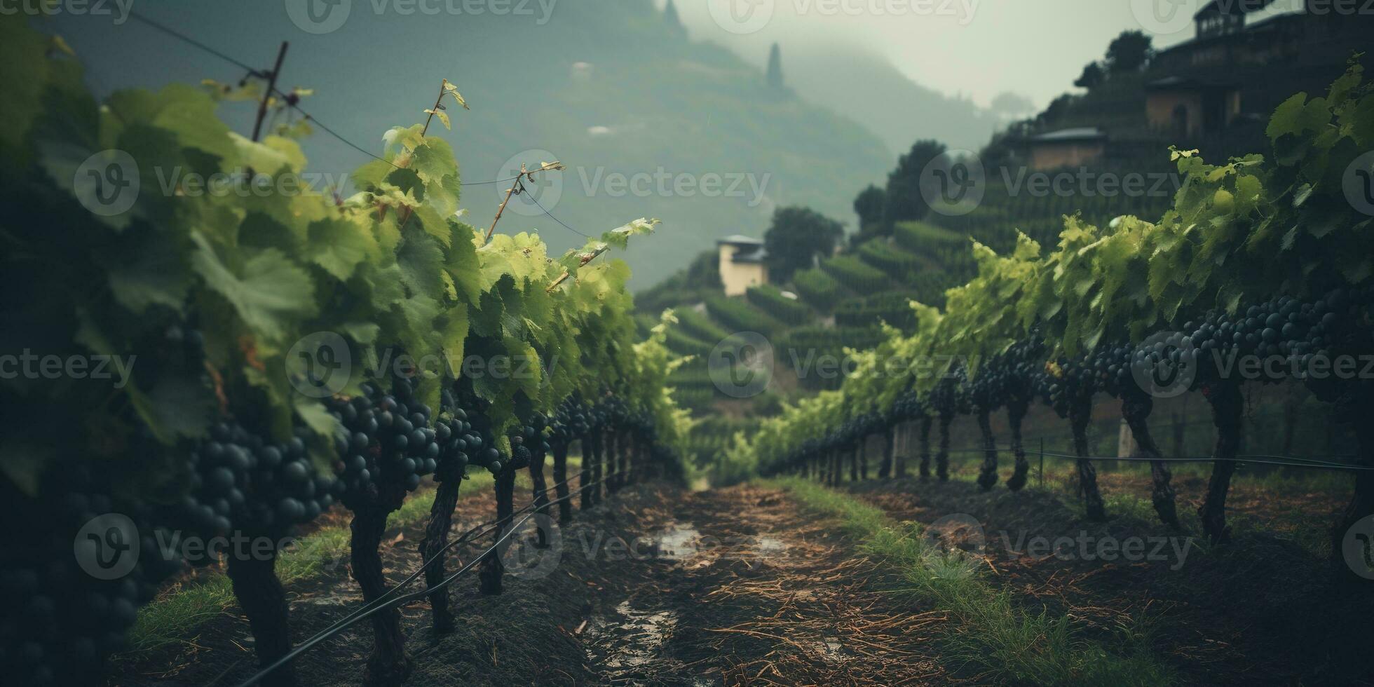 Generative AI, beautiful Italian vineyard, green landscape. Rows of vines on sunset photo