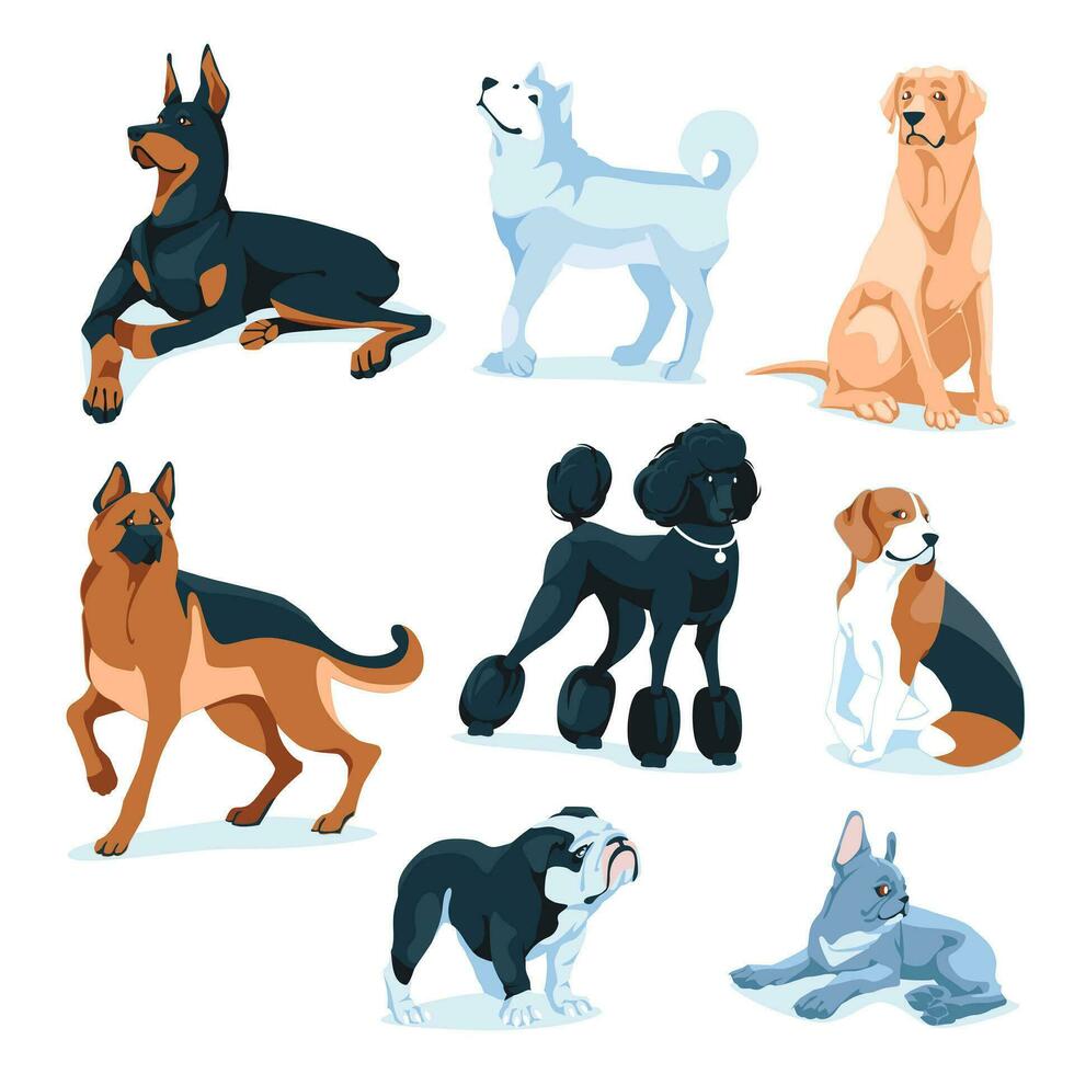 set of different dogs. Breeding of pets, adoption, sale, grooming, veterinary service. Isolated on white background. Vector flat illustration