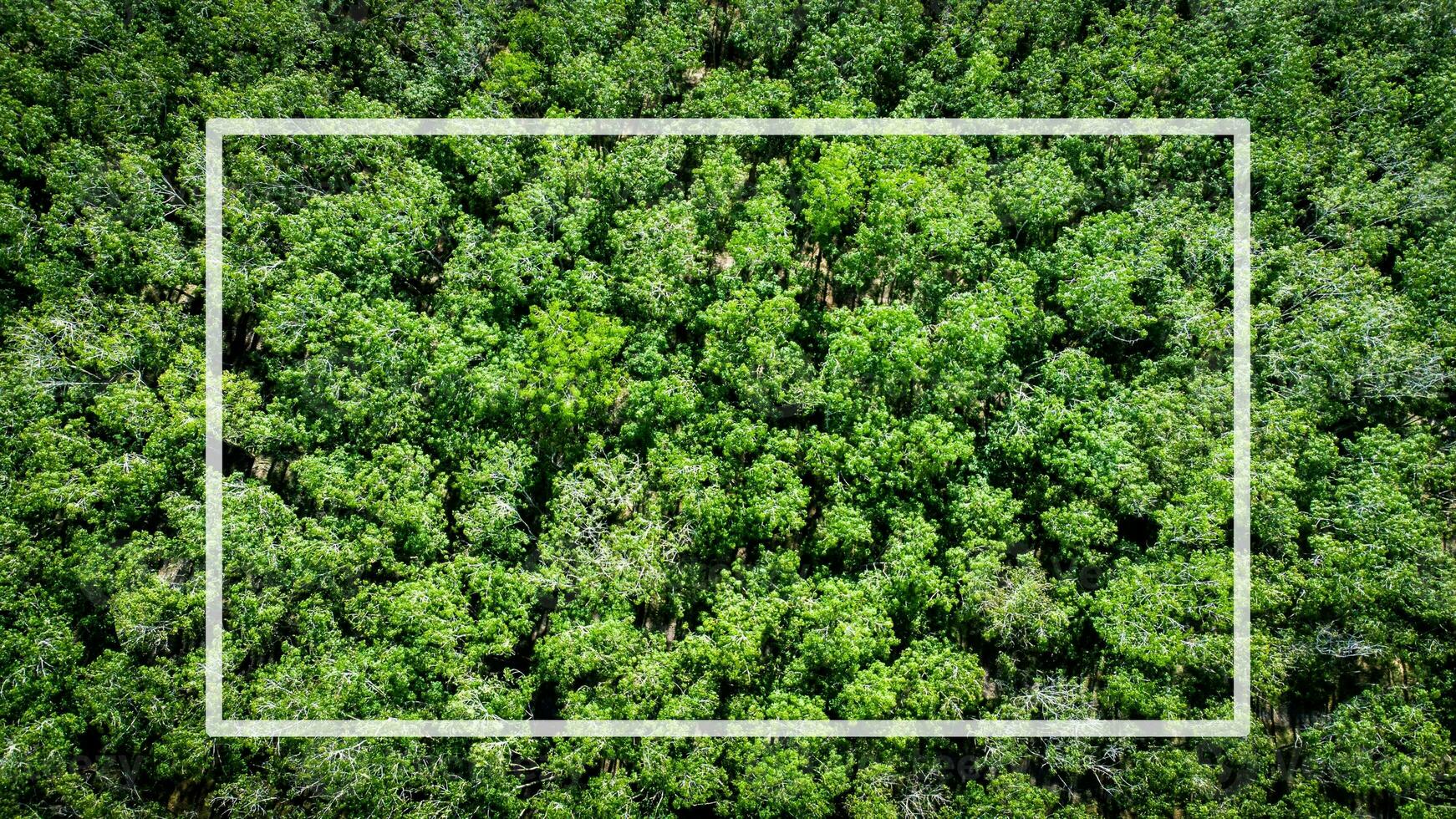 Images for use as natural backgrounds, aerial photographs of the forest. photo