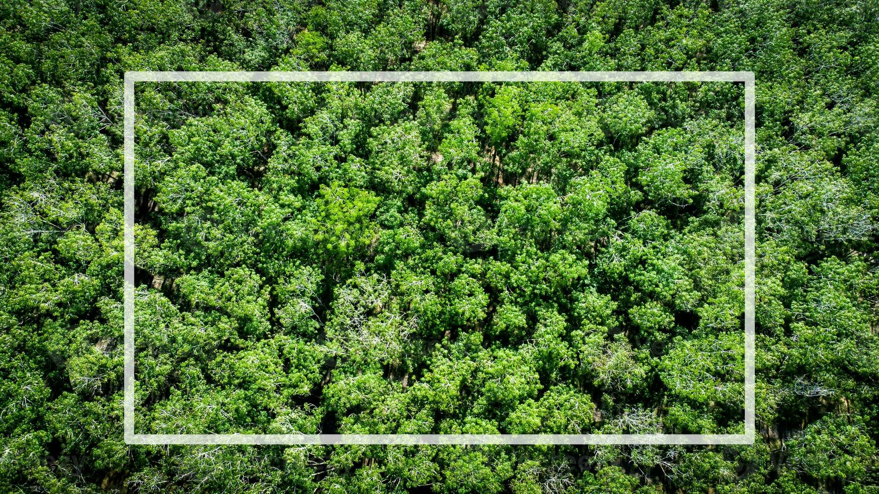 imágenes para utilizar como natural antecedentes, aéreo fotografias de el bosque. foto