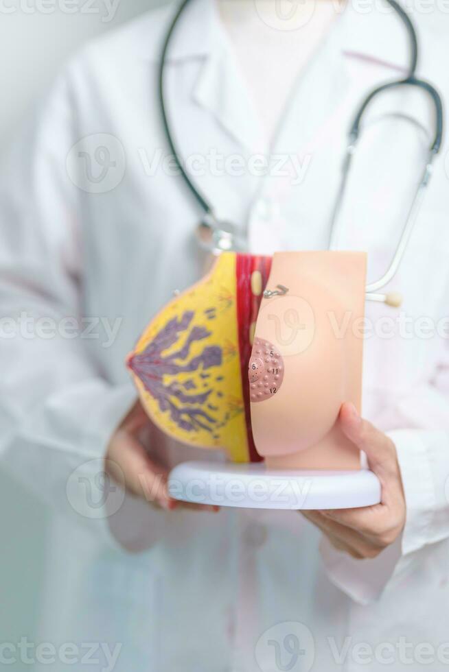 doctor holding Breast Anatomy model. Breast Augmentation Surgery, October Breast Cancer Awareness month, Pregnant, Diagnosis, Beauty woman enlargement and medical concept photo