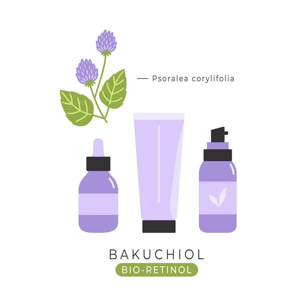 Bakuchiol alternative bio-retinol cosmetic ingredient. Cosmetic bottles and plant Psoralea corylifolia vector