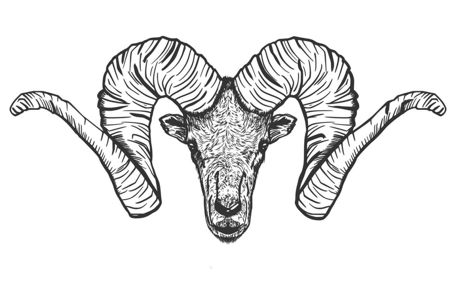 Mountain goat. Big horns. Sketch. Hand drawing. Isolated on a white background. vector