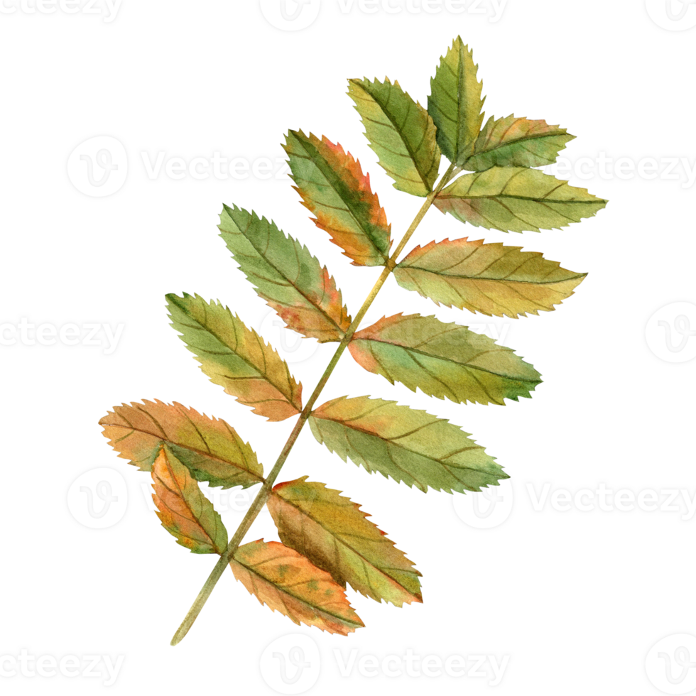Autumn rowan leaves. Leaf, sorbus aucuparia, mountain-ash, quick beam. Rowan tree autumn design. Watercolor illustration of fall dry leaf for herbarium decoration, prints, posters, texture, frame png