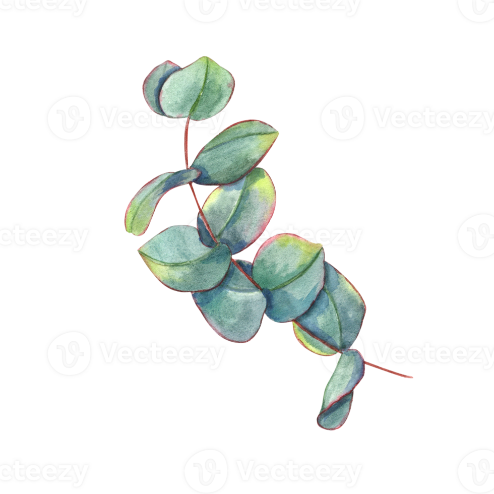 Green eucalyptus branch. Silver dollar greenery. Watercolor illustration of leaves for wedding invitation, stationary, greetings, poster, label, logo png