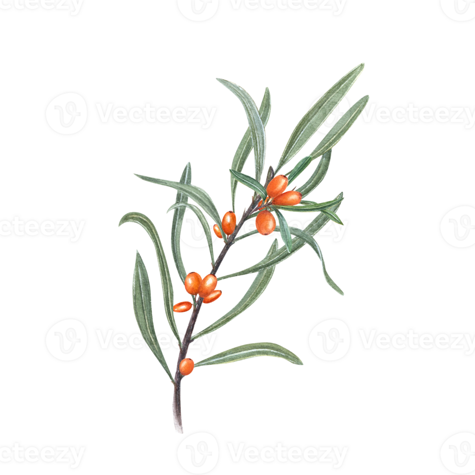 Watercolor botanical illustration of sea buckthorn branch with green leaves. Set for the design of patterns, greetings, package, advertising posters, labels png
