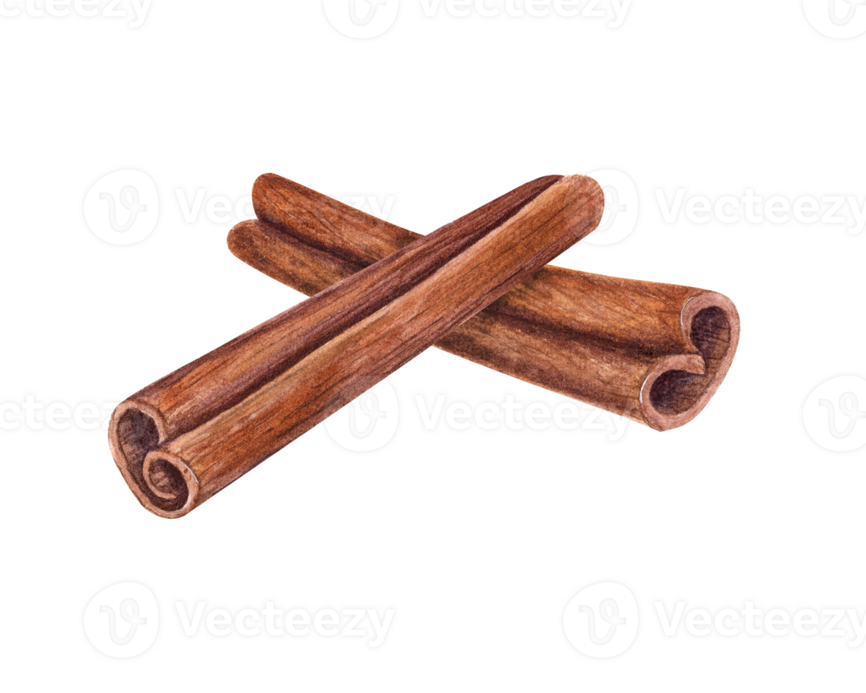 Composition of Cinnamon Sticks. Nature raw organic spice from tree bark. Watercolor illustration of cinnamon using in medicine, food and aromatherapy. png