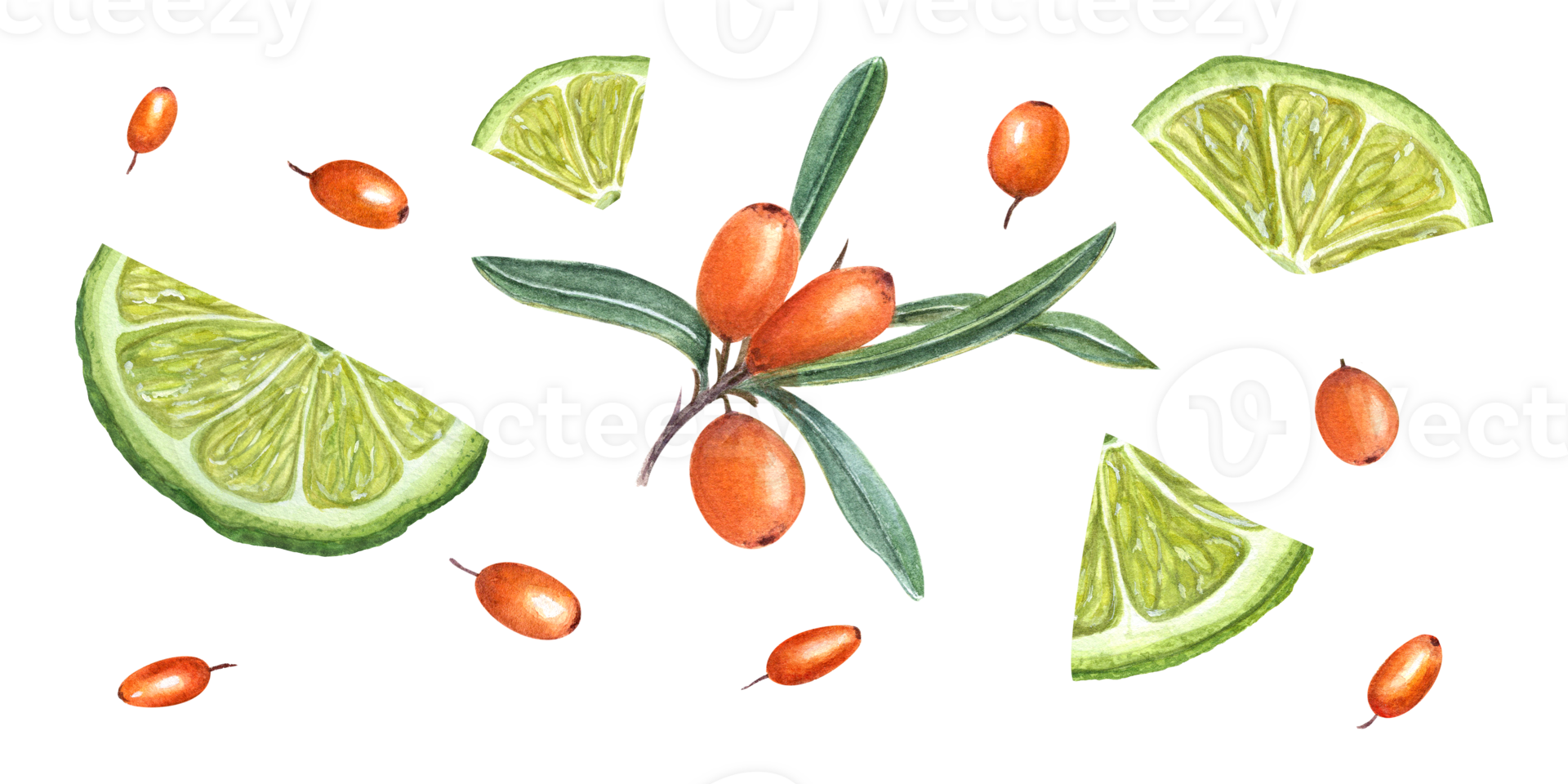 Watercolor botanical illustration of sea buckthorn, lime slices. Composition of fresh ripe berries. Set for the design of package design, advertising posters png