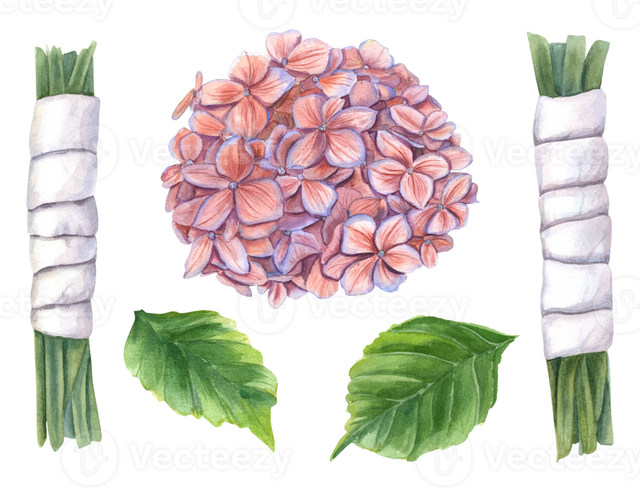 Disassembled bouquet into pieces. hydrangea inflorescence, stems in white ribbon and green leaves. Watercolor illustration for wedding design, template card png
