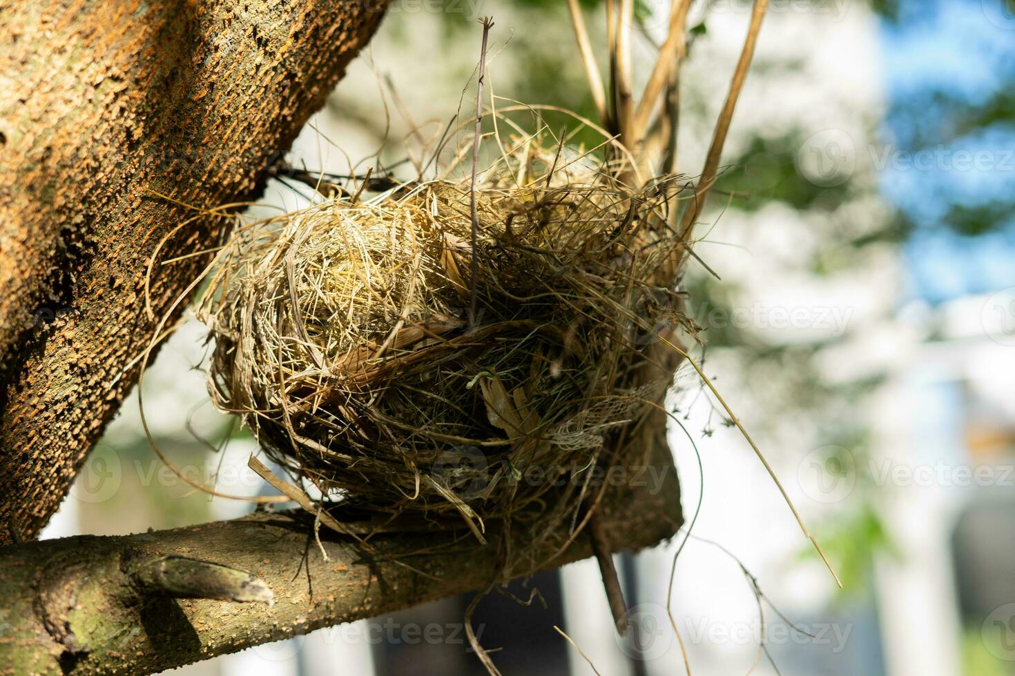 pájaro nido en el árbol foto