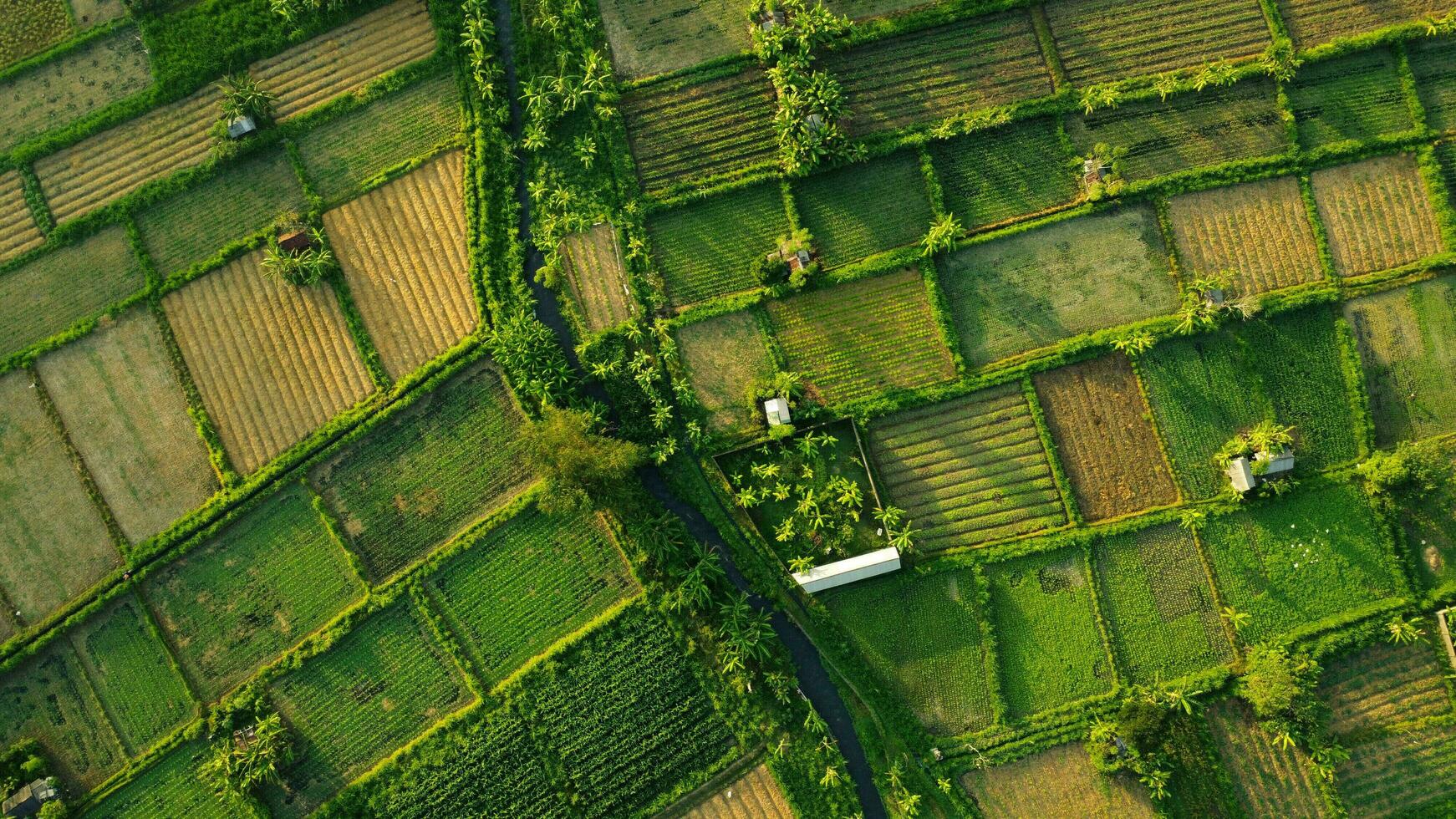 Bali Green Farm Rice Field Top View Shot photo