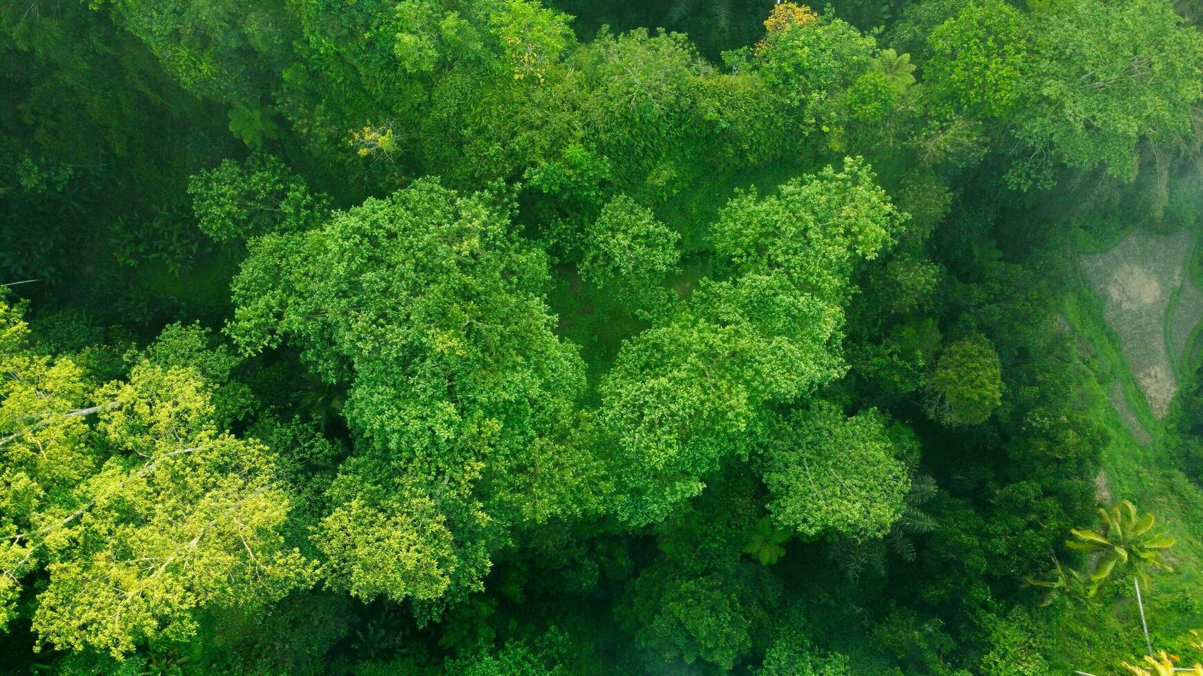 Green Forest Tree Wallpaper Backgroun Top View photo