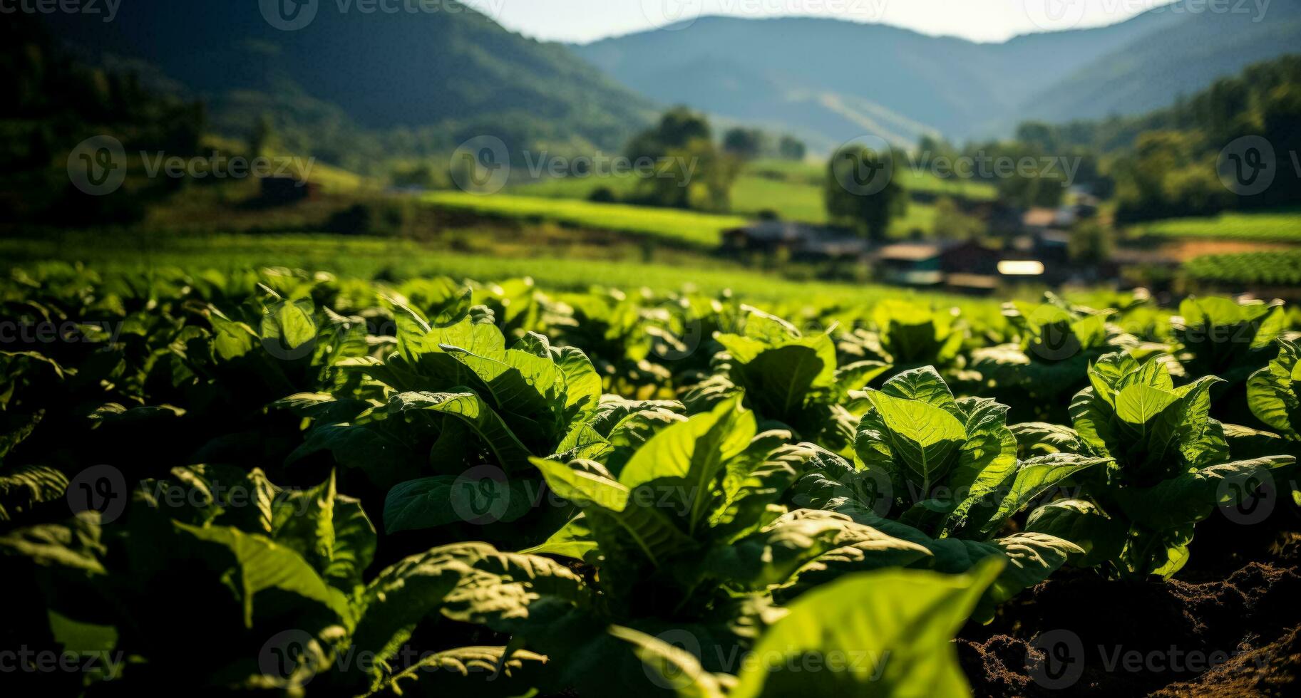 Tobacco  growing farms photo