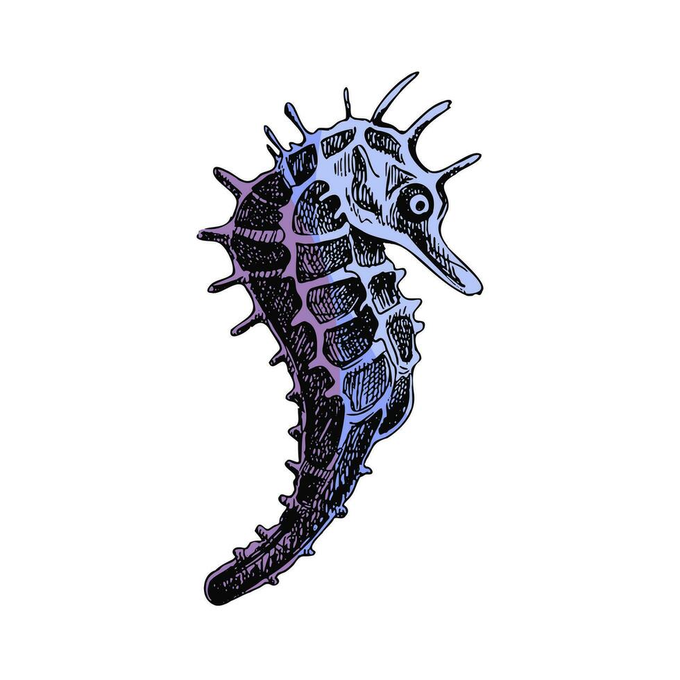 Hand drawn colored sketch of seahorse. Vector aquatic monochrome  illustration isolated on white background.