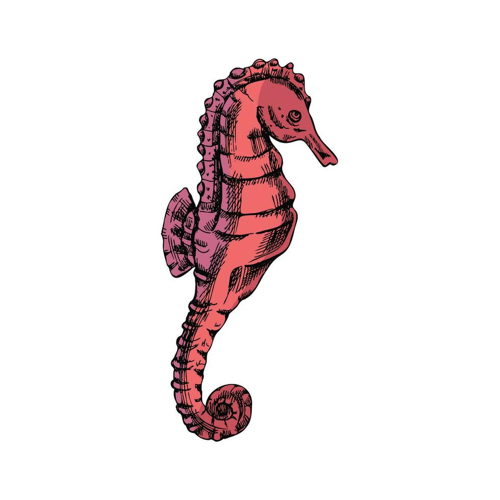 Hand drawn colored sketch of seahorse. Vector aquatic monochrome  illustration isolated on white background.