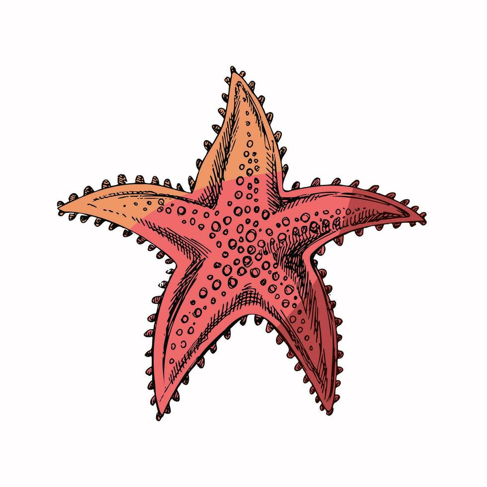 Hand drawn colored sketch of marine Starfish, ocean aquatic underwater vector. Engraving illustration on white background. vector